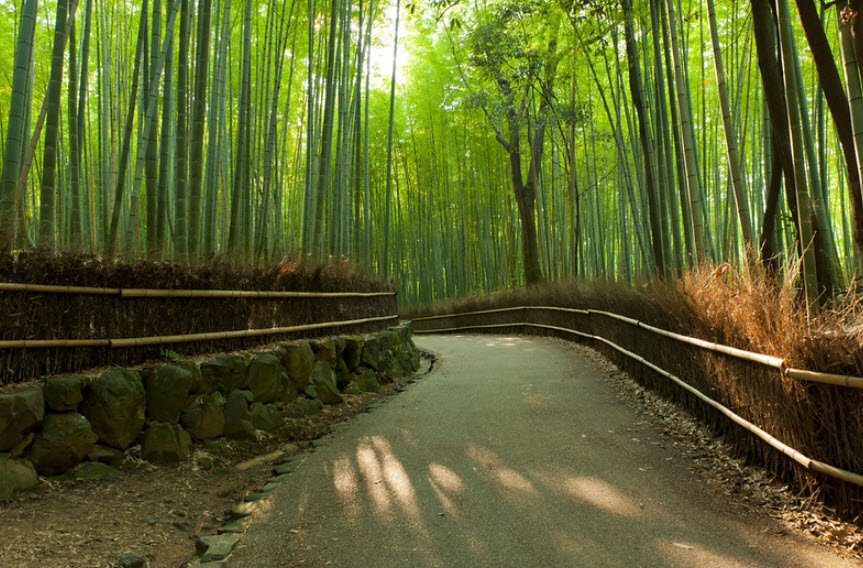 Arashiyama Bamboo Grove